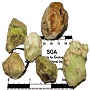 Maronia skarn - vesuvianites and grossulars